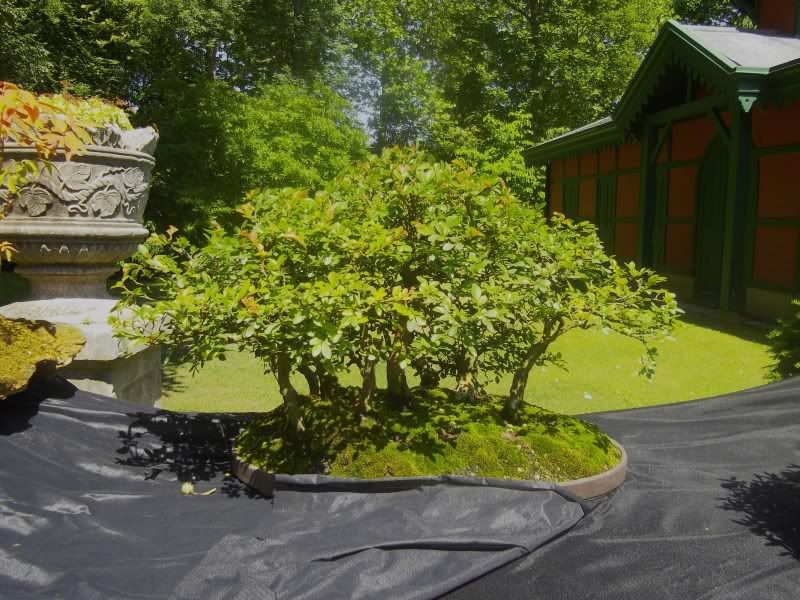 BONSAI DEL NORTE - Ejemplos de bosques - ARTICULOS